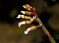 Small-Flowered Velvet Orchid